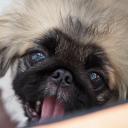 �����ނ炱�܂�@�i�y�L�j�[�Y�j