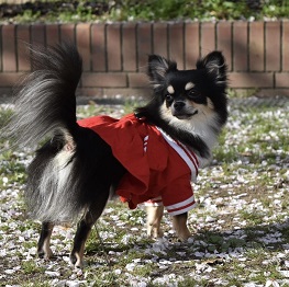 藤重こむぎ(MIX(ポメラニアン×チワワ))2