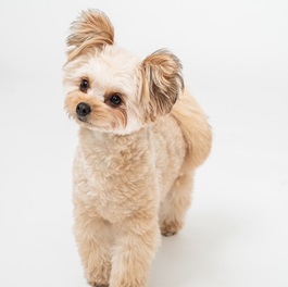 ���_�R���M�iMIX�i�|�����j�A���~�g�C�v�[�h���j�j2 |