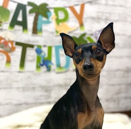  �o��Komugi�i���ނ��j�i�~�j�`���A�s���V���[�j2