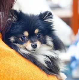 飯島コロン(ポメラニアン)1