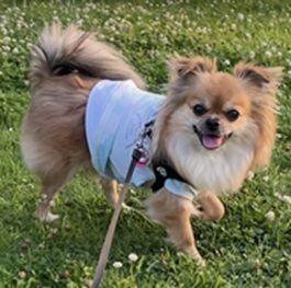 �摾�N�i�����낤�j�i�`�����j2 |