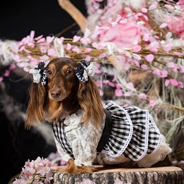 �{���@��������i�~�j�`���A�_�b�N�X�j2