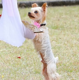 �z���N�b�L�[�i���[�N�V���[�e���A�j2