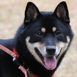 ����@�F�V��i��  �j2