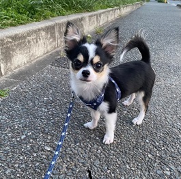 ���䂭��܂߁i�`�����j�j2 |