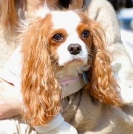 �L�����i�L���o���A�j2 |