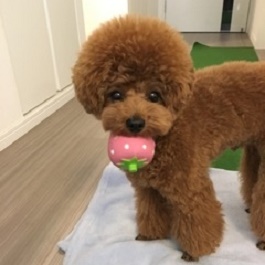 ����LUKE�@�i�g�C�E�v�[�h��(�^�C�j�[�T�C�Y)�j1