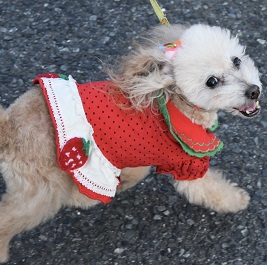 ���d�}���i�g�C�v�[�h���j2