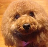 �H��@�܂���i�g�C�v�[�h�� �j1