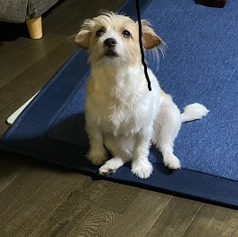  ���R�}����
�i�W���b�N���b�Z���e���A)|1