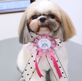 �R�{�܂�i�V�[�Y�j 1 |