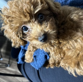  ��X�����E�i�g�C�v�[�h��)1