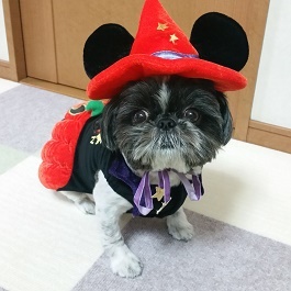 ���v�@�݂�@�i�V�[�E�Y�[ �j