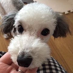 �����~���N�@�iMIX�}���`�[�Y���g�C�v�[�h��)  1