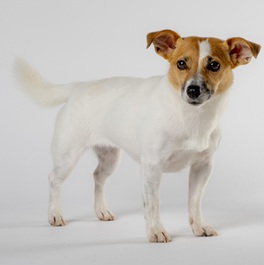 ���c�݂�сi�W���b�N���b�Z���e���A�j2