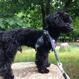 ���c�@���[���[�i�g�C�v�[�h���j 