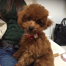 ����@���J���e�@�i�g�C�v�[�h��(�^�C�j�[�T�C�Y)1