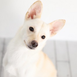 ���{�@���i���݁j�i�~�b�N�X)2