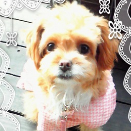 ����@�����i�g�C�v�[�h�� �j1