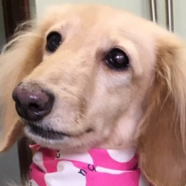 �ēc�������@�i�~�j�`���A�_�b�N�X�t���h �j