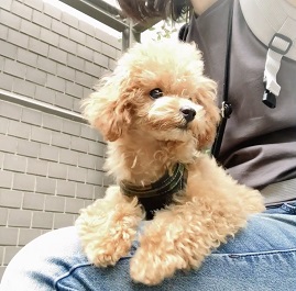 �n��moon�i�g�C�v�[�h��)|2