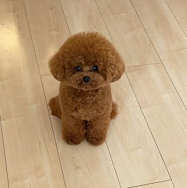 仲谷むぎ(トイプードル )|2