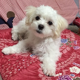 �ē��ȂȎq�@�i�G��j