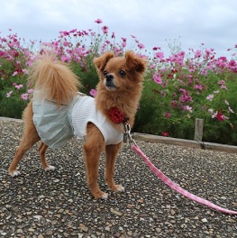  ���Y�@�j�R���iMIX�i�`�����~�v�[�h���j2