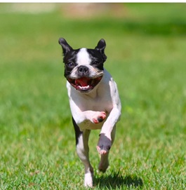 �X��̂�i�{�X�g���e���A  �j |2