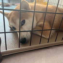 豊岡おこげ
(豆柴)|2