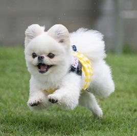 �g�c�������iMIX�i�|�����j�A���~�y�L�j�[�Y�j1