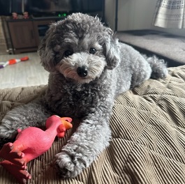 �{�c�p���i�i�g�C�v�[�h���j 2