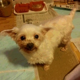 �n�Ӄy���^���@�i�}���`�[�Y�j