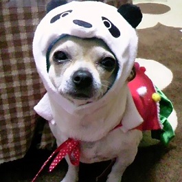 �ێR�@�s���L�[�i�l�h�w) 1