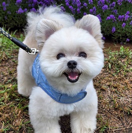 �����@�ۂ��iMIX�i�|�����j�A���~�}���`�[�Y�j  1