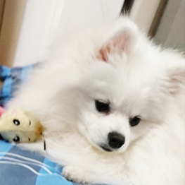  �x�z�ۂ񑾁i�|�����j�A���j2