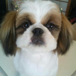 ����|�����@�i�V�[�Y�[�j�j1