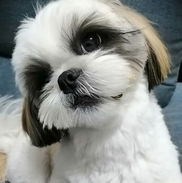  �����@poppingshower�i�V�[�Y�[�@)||1