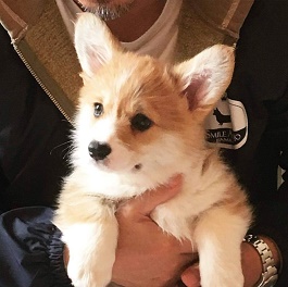 �����C���[�@�i�R�[�M�[�j2