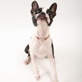 �Љ����f�B�E�A���@�i�{�X�g���E�e���A ) 2