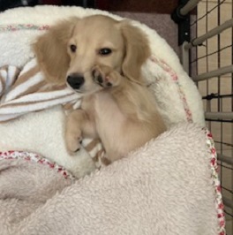 �Éꃌ�I���i�~�j�`���A�_�b�N�X�t���g�j�@  2