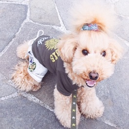 �Ԑ����I���@�i�g�C�v�[�h���j