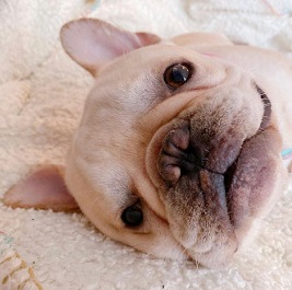  ���䃌�I���i�t�����`�u���h�b�O)1