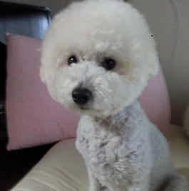 ���c���N�i�g�C�v�[�h���j |1