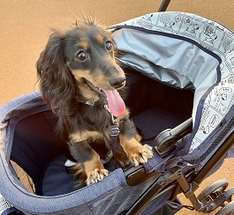 ���]�@�����i�J�j���w���_�b�N�X�t���h�j 2