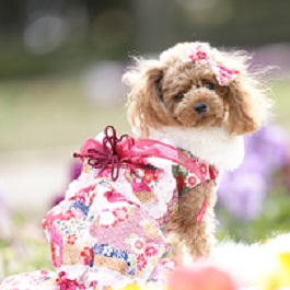 �T�J�����[�i�g�C�v�[�h���j 2