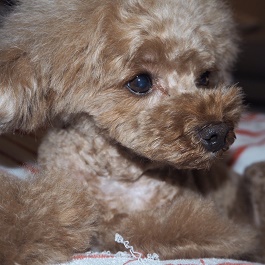 �]�ā@�����A���@�i�v�[�h��(�^�C�j�[�A�e�B�[�J�b�v)�j1