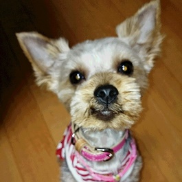 ���c�@�����J�@�i���[�N�V���[�e���A )1