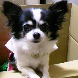 �ێR���Y�i�i�����O�R�[�g�`�����j 1